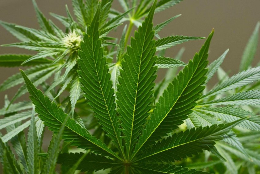 Тривала торгова війна з Китаєм змушує американських фермерів експериментувати з коноплею