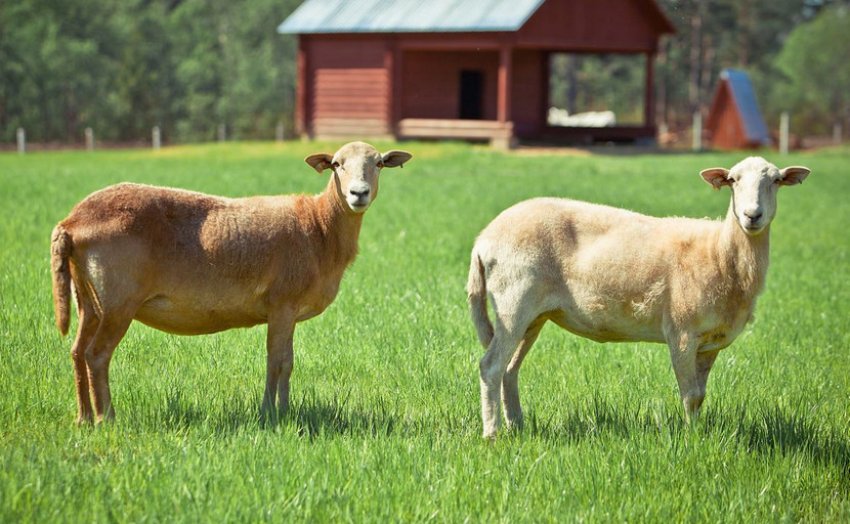 Катумська гладкошерста порода овець