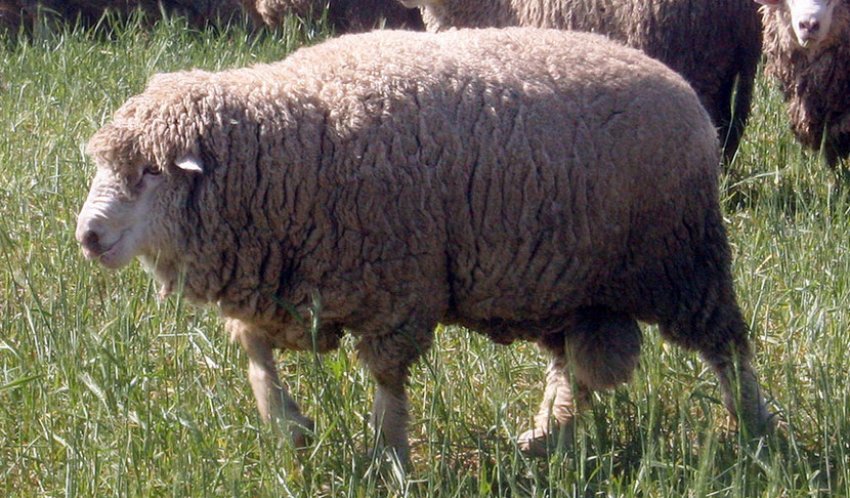 Північнокавказька порода овець