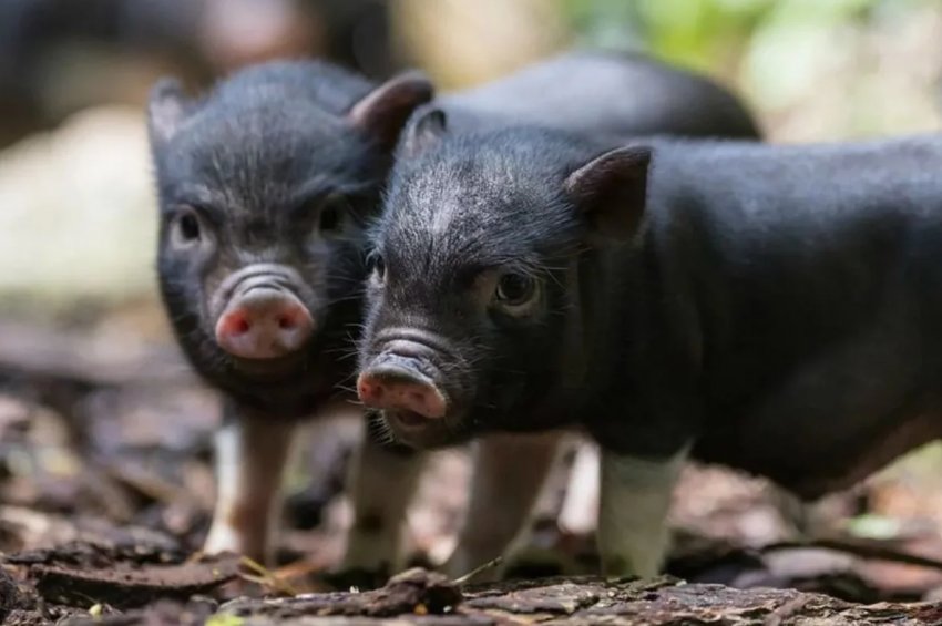 У В'єтнамі постраждалим від АЧС фермерам буде виплачена компенсація