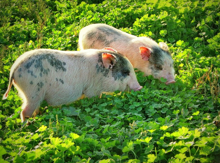 У В'єтнамі постраждалим від АЧС фермерам буде виплачена компенсація