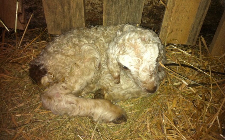 Ягня з білом`язовою хворобою Ягня з білом`язовою хворобою