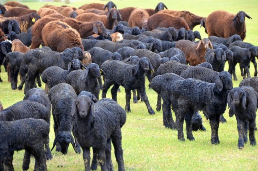 Отара овець на пасовищі