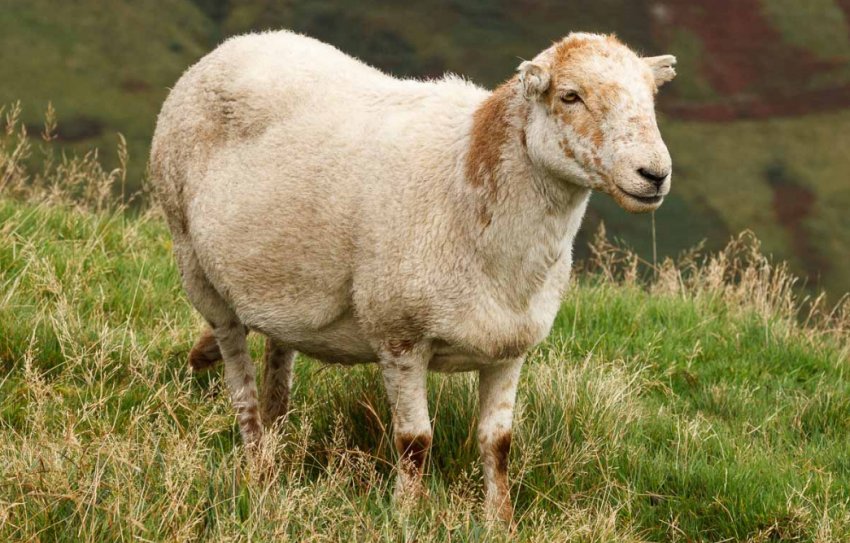 Суягна вівця Суягна вівця