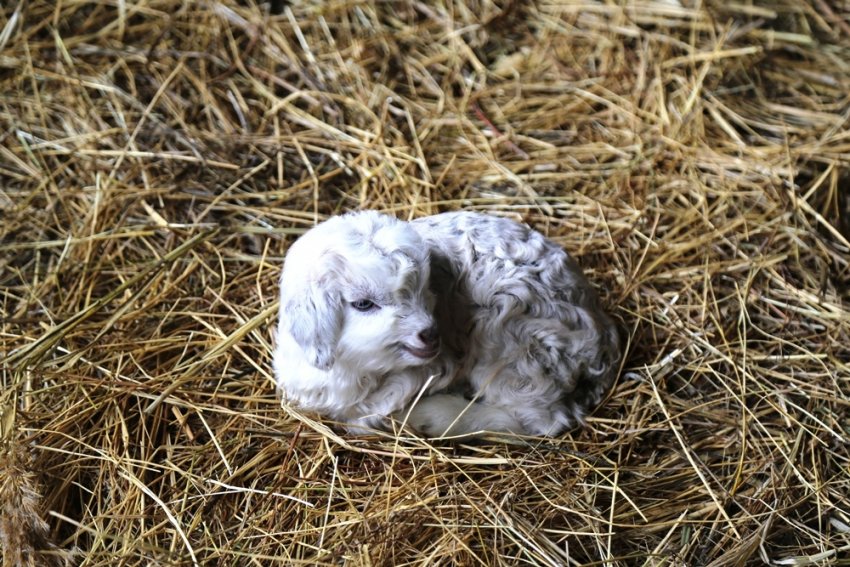 Ягня з пневмонією Ягня з пневмонією