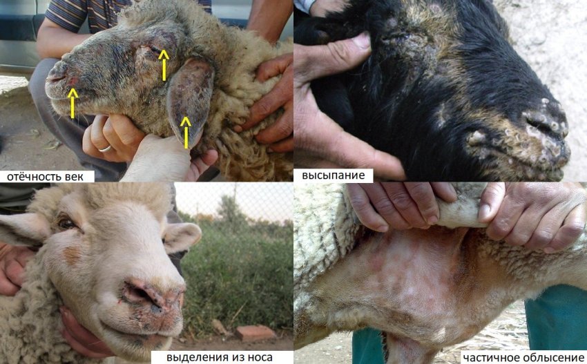 Деякі симптоми віспи у овець Деякі симптоми віспи у овець