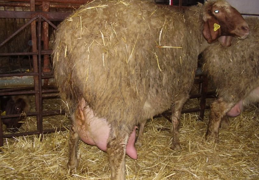 Інфекційний мастит у вівці Інфекційний мастит у вівці
