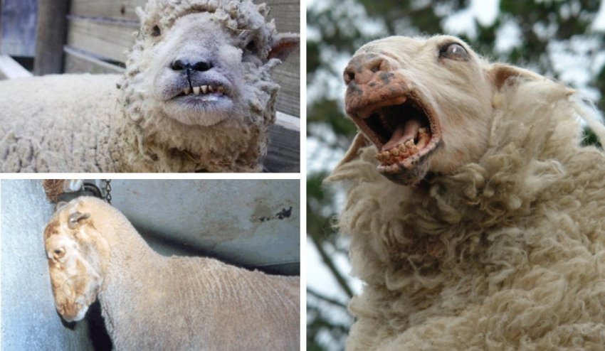 Буйна форма сказу у вівці Буйна форма сказу у вівці