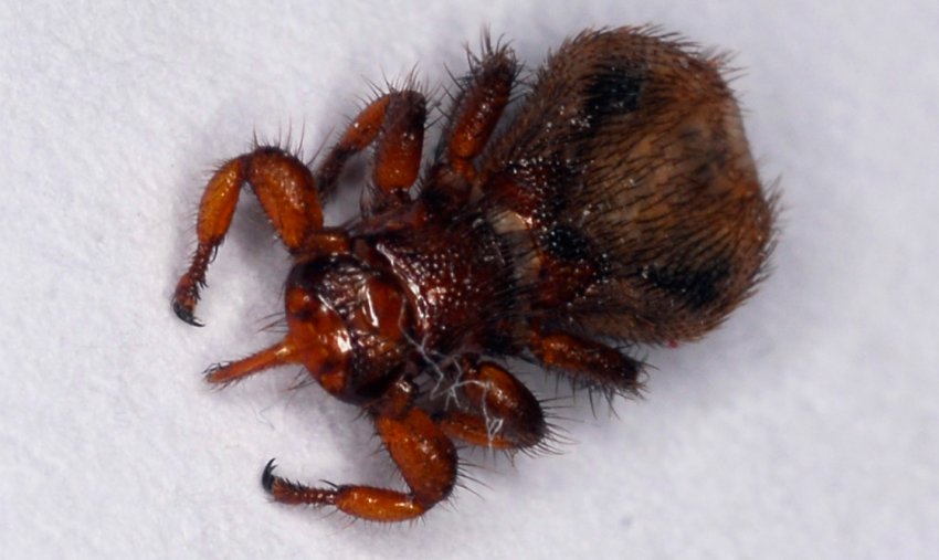 Мушка Мелофагос овініус Мушка Мелофагос овініус