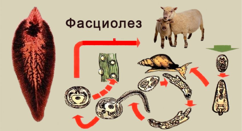 Цикл розвитку фасцильозу Цикл розвитку фасцильозу