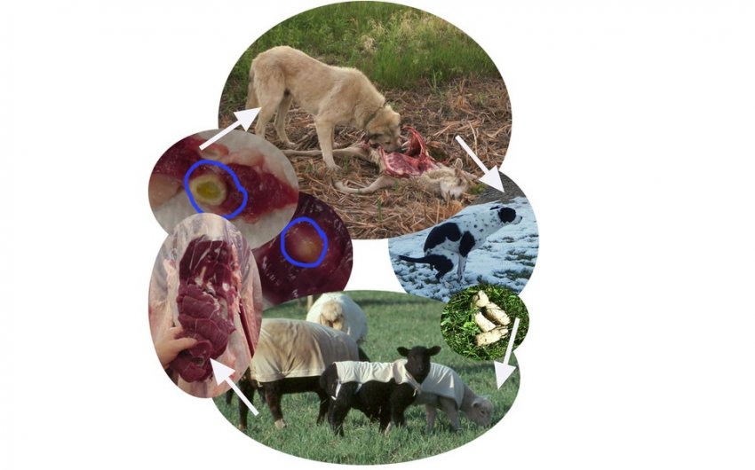 Як передаються ехінококи Як передаються ехінококи