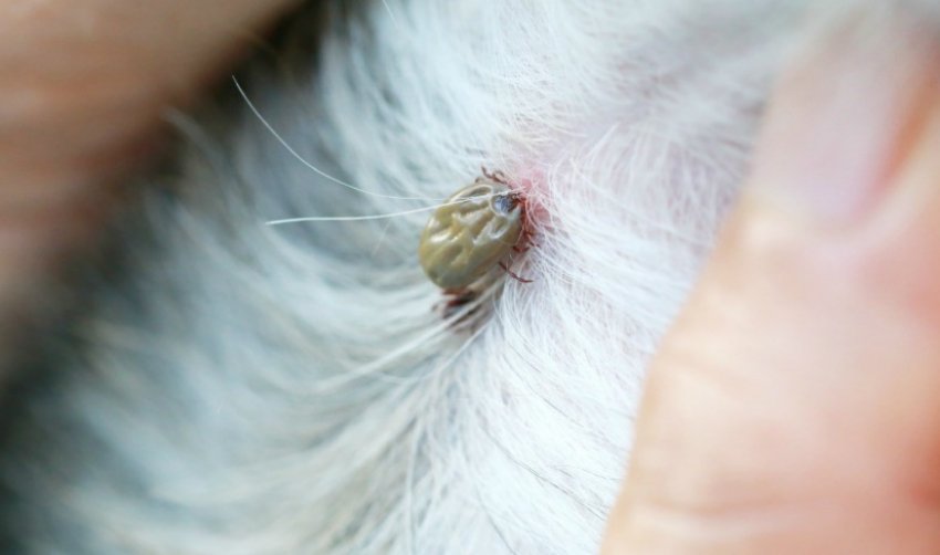 Піроплазма на вівці Піроплазма на вівці