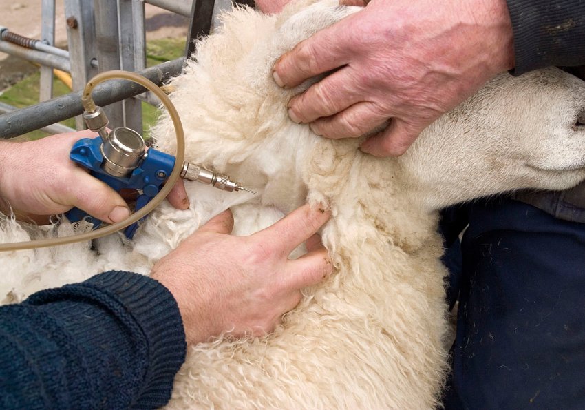 Вакцинація овець Вакцинація овець