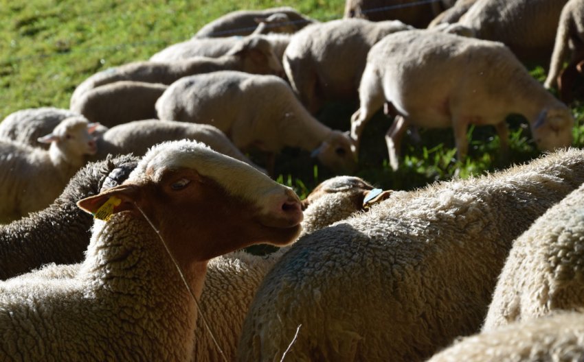 Отара овець Отара овець