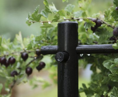 Огорожа (кустодержатель) для агрусу: види, як зробити