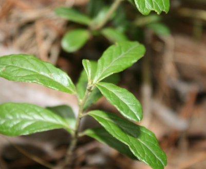 Збір і заготівля листя брусниці в домашніх умовах