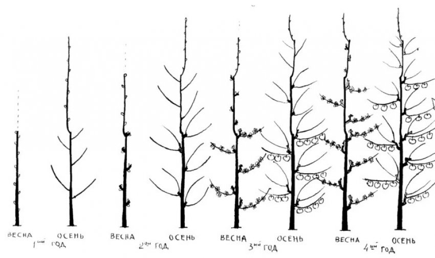 Обрізка абрикоси Обрізка абрикоси
