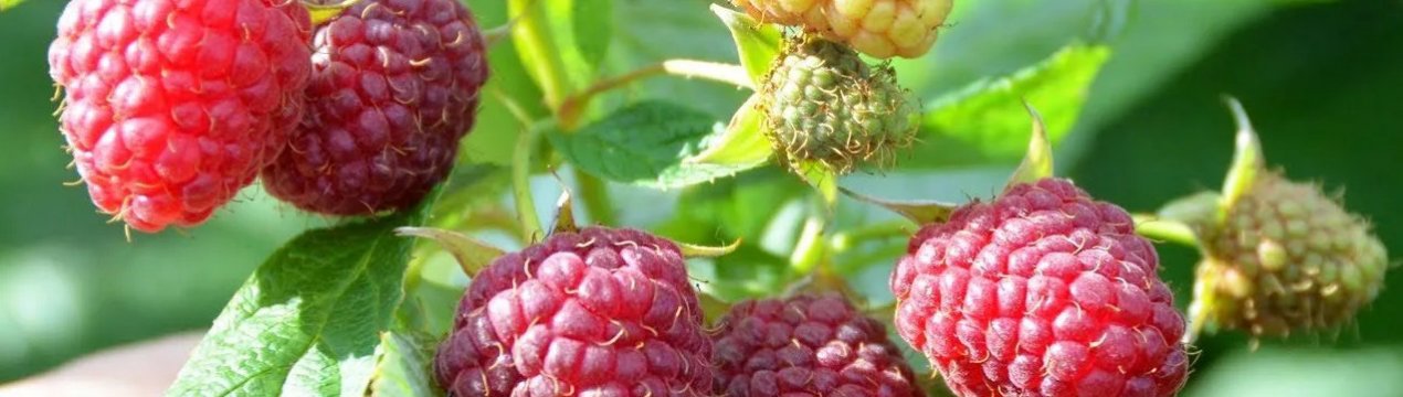 Особливості малини сорту Віра