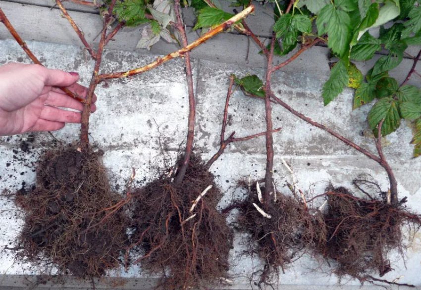 Підготовка посадкового матеріалу Підготовка посадкового матеріалу