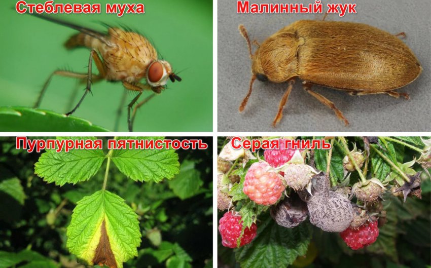 Хвороби і шкідники малини Хвороби і шкідники малини