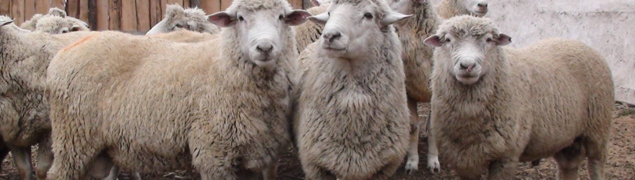 На нижегородських просторах стало більше «кучерявого і рогатих» 