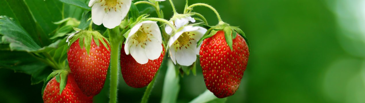 Думка експерта: чому московська полуниця дорожче краснодарської