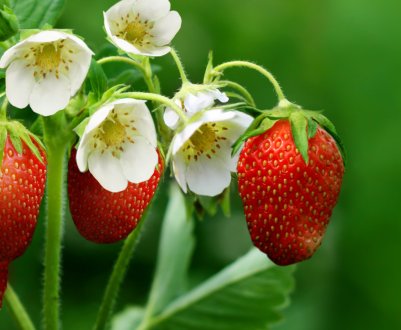 Думка експерта: чому московська полуниця дорожче краснодарської