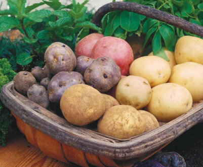Ранні сорти картоплі: опис і особливості сортів
