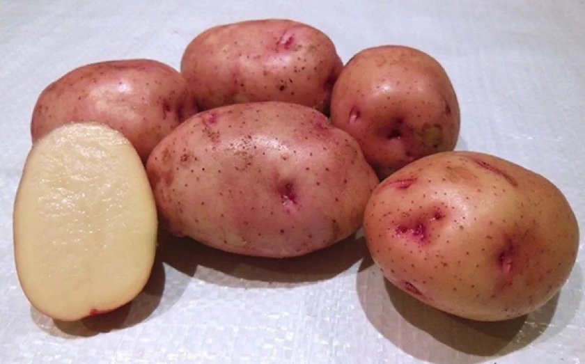 Картошка лучшие сорта: посадка и уход