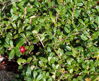 Брусничний лист — корисні і шкідливі властивості, застосування