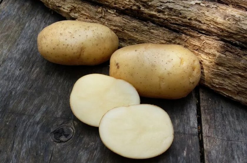 Лучший сорт ранний картофель: посадка и уход