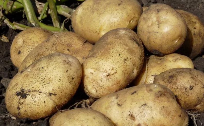 Лучшие сорта ранней картошки: посадка и уход