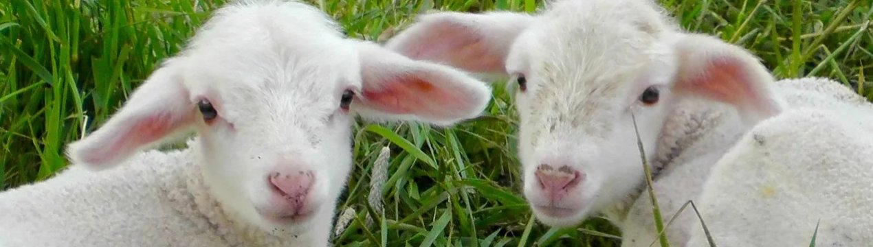 Сухе молоко для ягнят: як правильно вибрати і розвести суміш або молоко