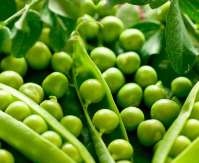 Хвороби та шкідники гороху