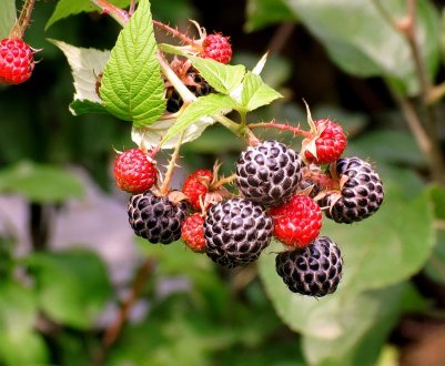 Ежемалина — гібрид ожини і малини: основні характеристики, переваги і недоліки