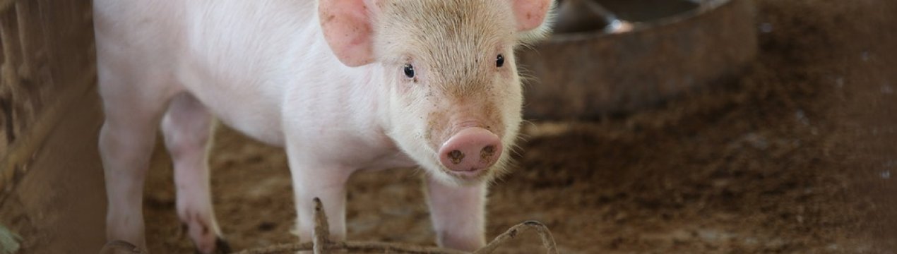 АЧС у Вінницьку область потрапила разом з кормами
