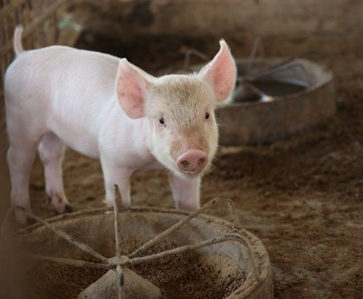 АЧС у Вінницьку область потрапила разом з кормами