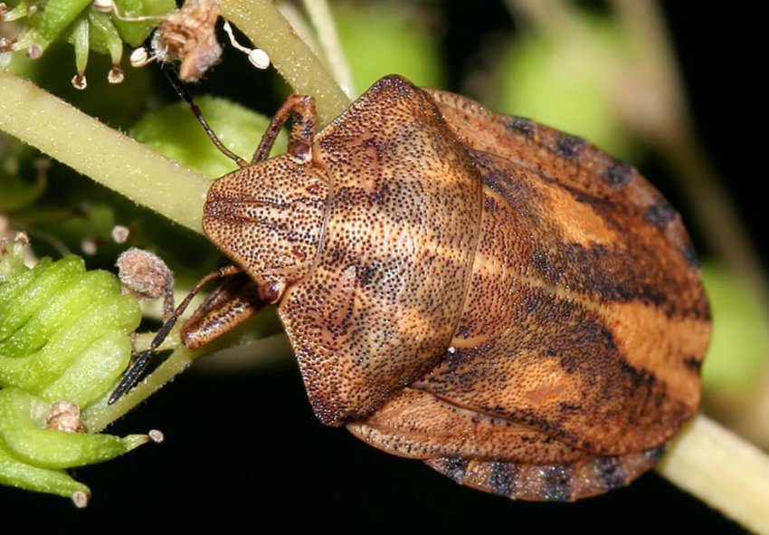 Зернові культури України пошкоджує клоп шкідлива черепашка Зернові культури України пошкоджує клоп шкідлива черепашка