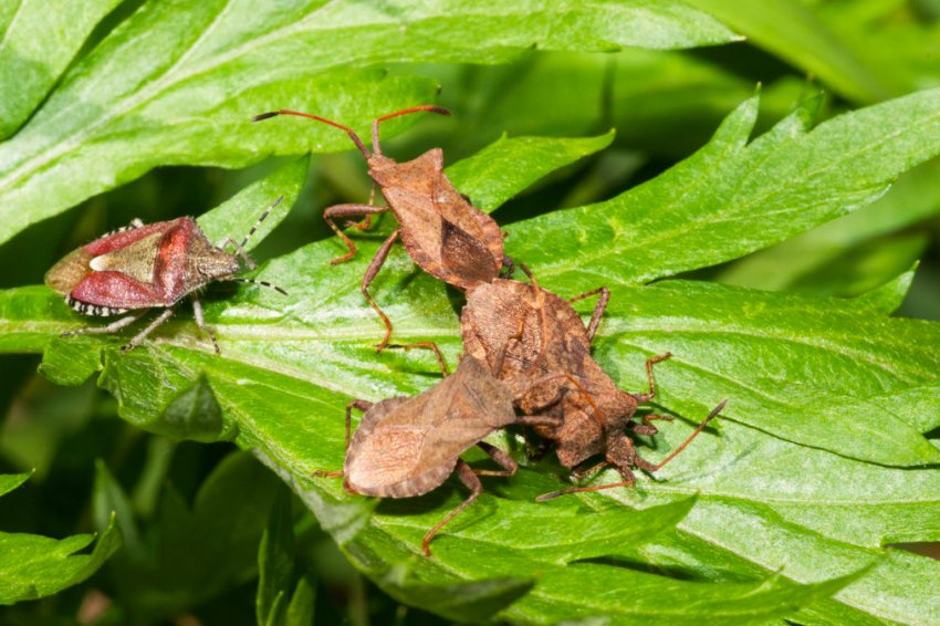 Зернові культури України пошкоджує клоп шкідлива черепашка Зернові культури України пошкоджує клоп шкідлива черепашка