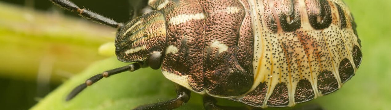 Зернові культури України пошкоджує клоп шкідлива черепашка