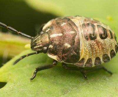Зернові культури України пошкоджує клоп шкідлива черепашка
