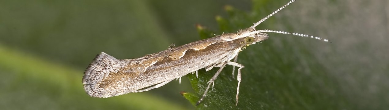 У Великобританії вторгнення капустяної молі