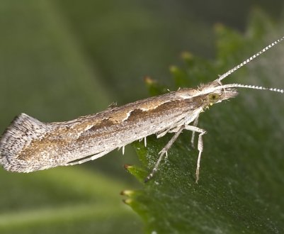 У Великобританії вторгнення капустяної молі