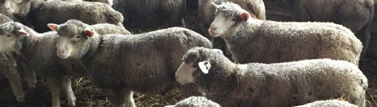 Особливості породи овець Іль де Франс: опис, особливості розведення