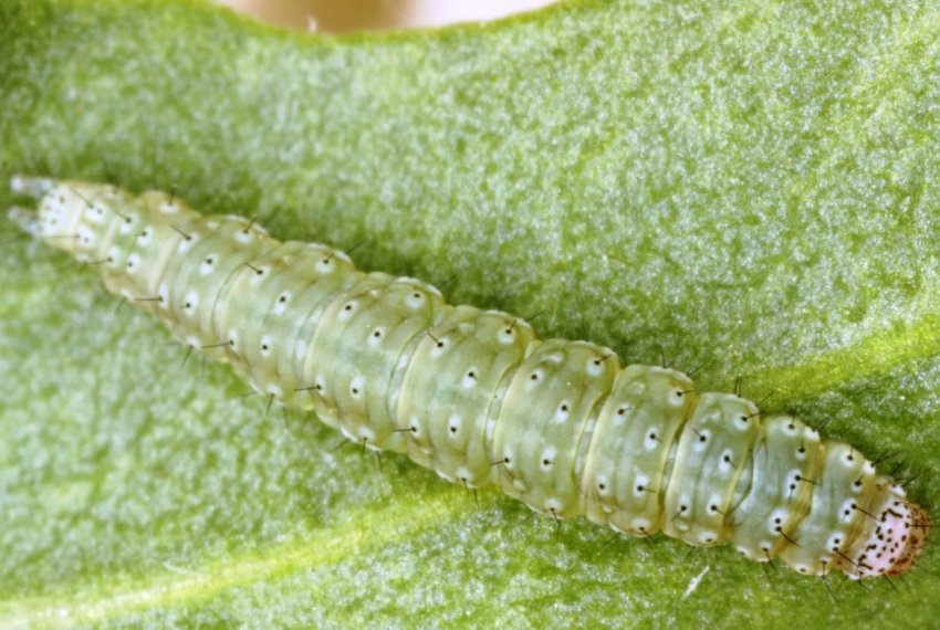 У Великобританії вторгнення капустяної молі У Великобританії вторгнення капустяної молі