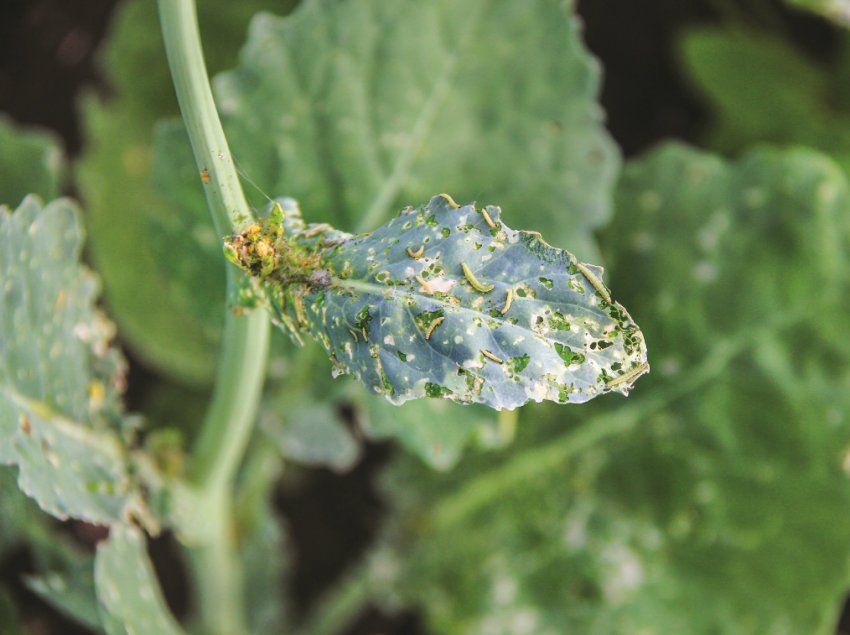 У Великобританії вторгнення капустяної молі У Великобританії вторгнення капустяної молі