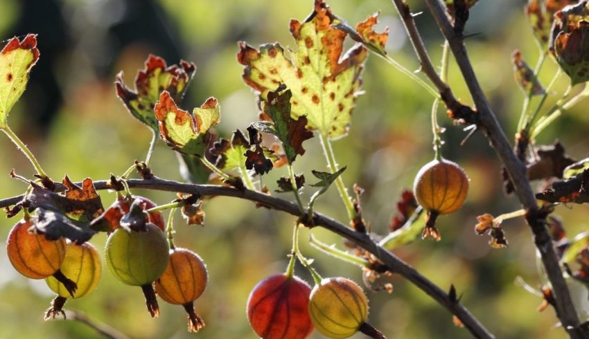 Іржа на аґрусі