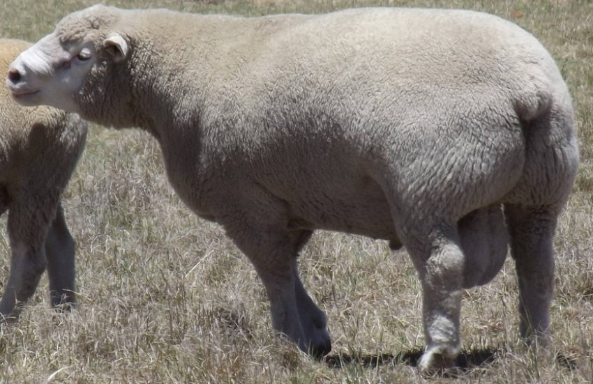 Порода овець Іль де Франс Порода овець Іль де Франс