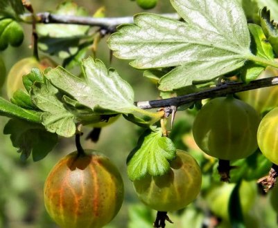 Фунгіцид «Топаз» для агрусу: як правильно обприскати