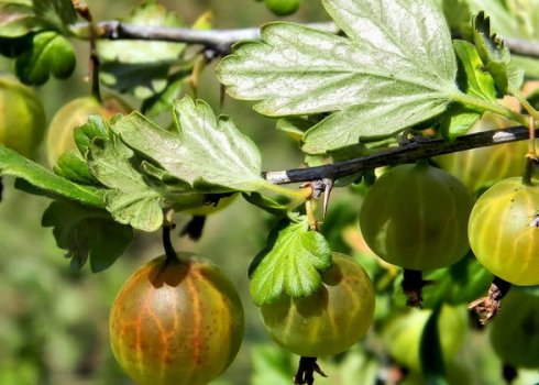 Фунгіцид «Топаз» для агрусу: як правильно обприскати